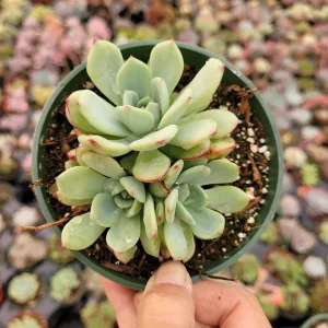 Echeveria Salmon Succulent Live Plant - Easy Care Indoor Succulent - Image 5