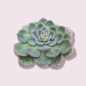 Echeveria Salmon Succulent Live Plant - Easy Care Indoor Succulent - Image 8