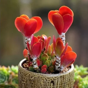 Echeveria Seeds Mix - Colorful & Rare Exotic Succulent Hen Chicks - 50 Seeds Indoor/Outdoor - Image 1