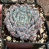 Echeveria Setosa Mexican Firecracker Live Plant – Fuzzy Succulent – 2in or 4in Pot - Image 1