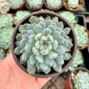 Echeveria Setosa Mexican Firecracker Live Plant – Fuzzy Succulent – 2in or 4in Pot - Image 3