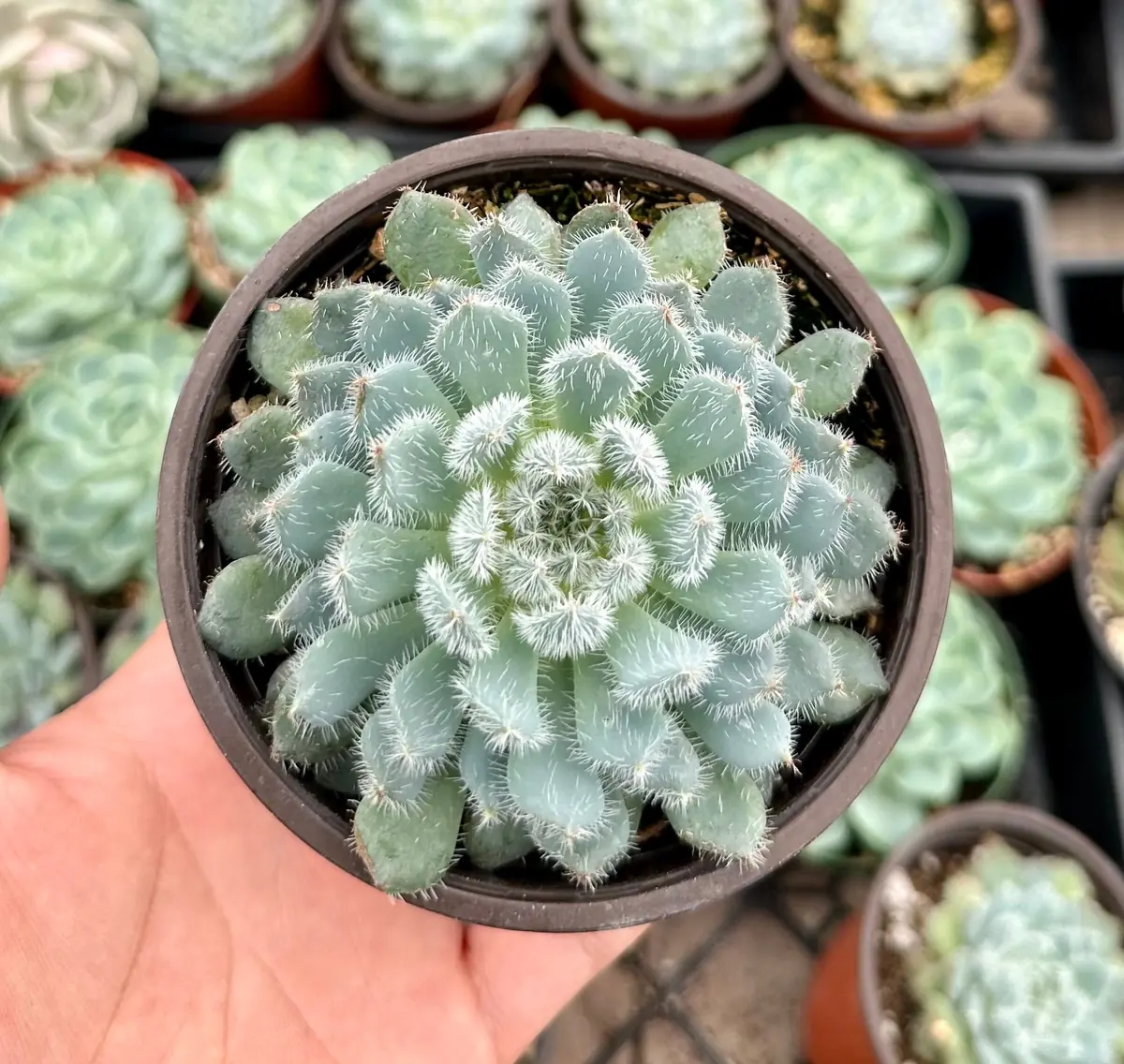 Echeveria Setosa Mexican Firecracker Live Plant – Fuzzy Succulent – 2in or 4in Pot - Image 3