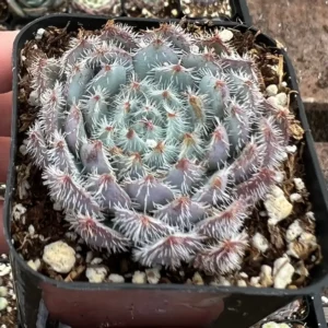 Echeveria Setosa Mexican Firecracker Live Plant – Fuzzy Succulent – 2in or 4in Pot - Image 1