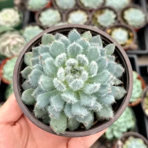 Echeveria Setosa Mexican Firecracker Live Plant – Fuzzy Succulent – 2in or 4in Pot - Image 4