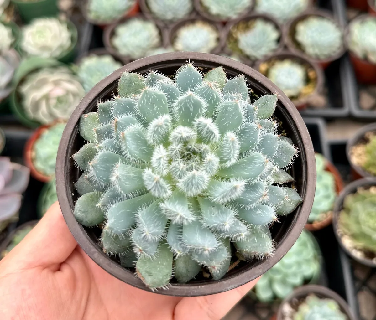 Echeveria Setosa Mexican Firecracker Live Plant – Fuzzy Succulent – 2in or 4in Pot - Image 4