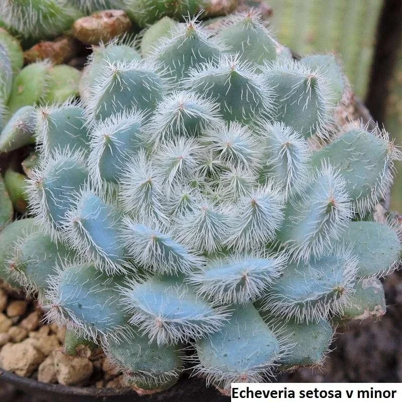 Echeveria Setosa v. Deminuta Seeds - 20 Pack - Rare Succulent Seeds for Garden - Image 1