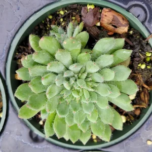 Echeveria setosa var. deminuta 'Firecracker Plant' Succulent Live Plant - Image 3