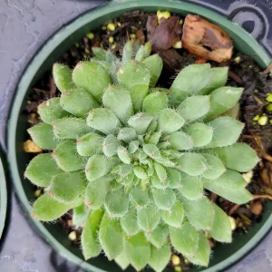 Echeveria setosa var. deminuta 'Firecracker Plant' Succulent Live Plant - Image 4