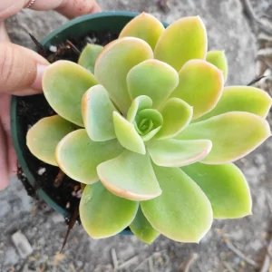 Echeveria Silk Veil Succulent Live Plant - Drought Tolerant Indoor/Outdoor - Image 2