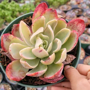 Echeveria Silk Veil Succulent Live Plant - Drought Tolerant Indoor/Outdoor - Image 4