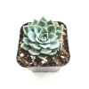 Echeveria subalpina Succulent Plant - Live, Drought-Tolerant, Easy Care - Image 1