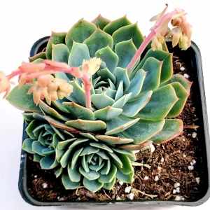 Echeveria subalpina Succulent Plant - Live, Drought-Tolerant, Easy Care - Image 3