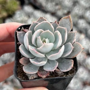 Echeveria Subsessilis Live Plant - Morning Beauty Rosette Succulent, 2