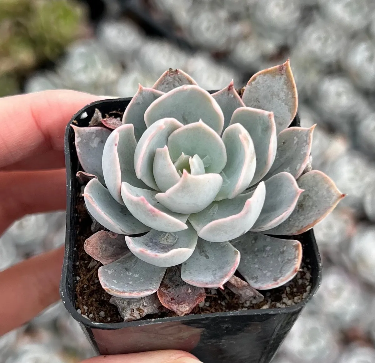 Echeveria Subsessilis Live Plant - Morning Beauty Rosette Succulent, 2" Pot - Image 10