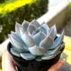 Echeveria Subsessilis Live Plant - Morning Beauty Rosette Succulent, 2" Pot - Image 1