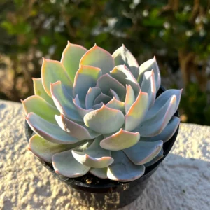 Echeveria Subsessilis Live Plant - Morning Beauty Rosette Succulent, 2