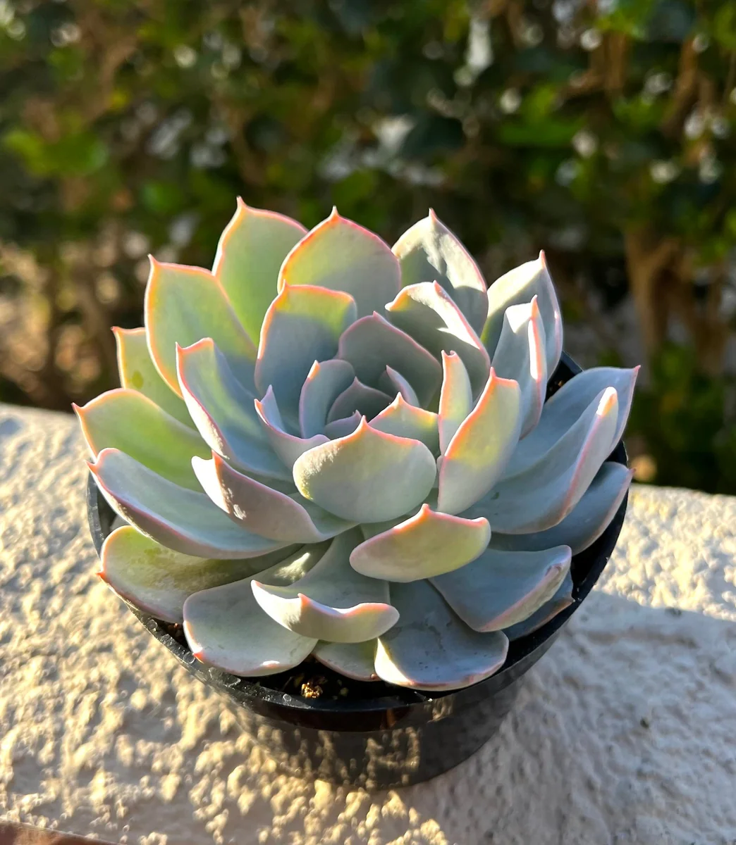 Echeveria Subsessilis Live Plant - Morning Beauty Rosette Succulent, 2" Pot - Image 2