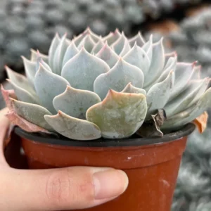 Echeveria Subsessilis Live Plant - Morning Beauty Rosette Succulent, 2