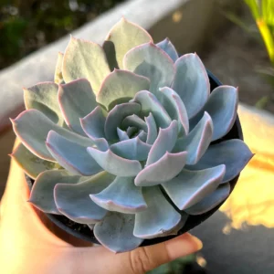 Echeveria Subsessilis Live Plant - Morning Beauty Rosette Succulent, 2