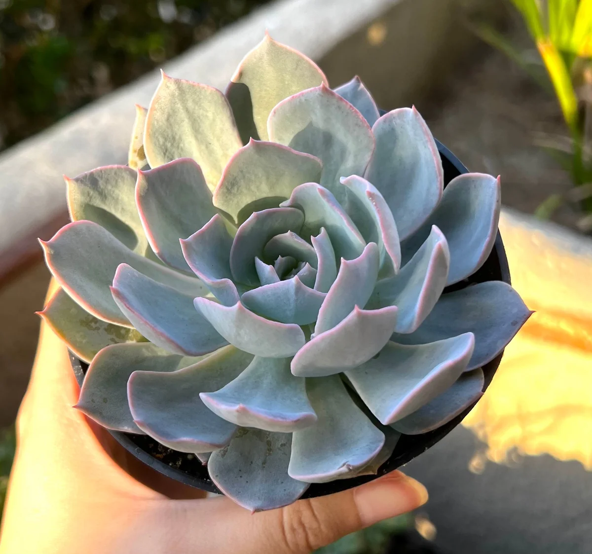 Echeveria Subsessilis Live Plant - Morning Beauty Rosette Succulent, 2" Pot - Image 4