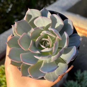 Echeveria Subsessilis Live Plant - Morning Beauty Rosette Succulent, 2