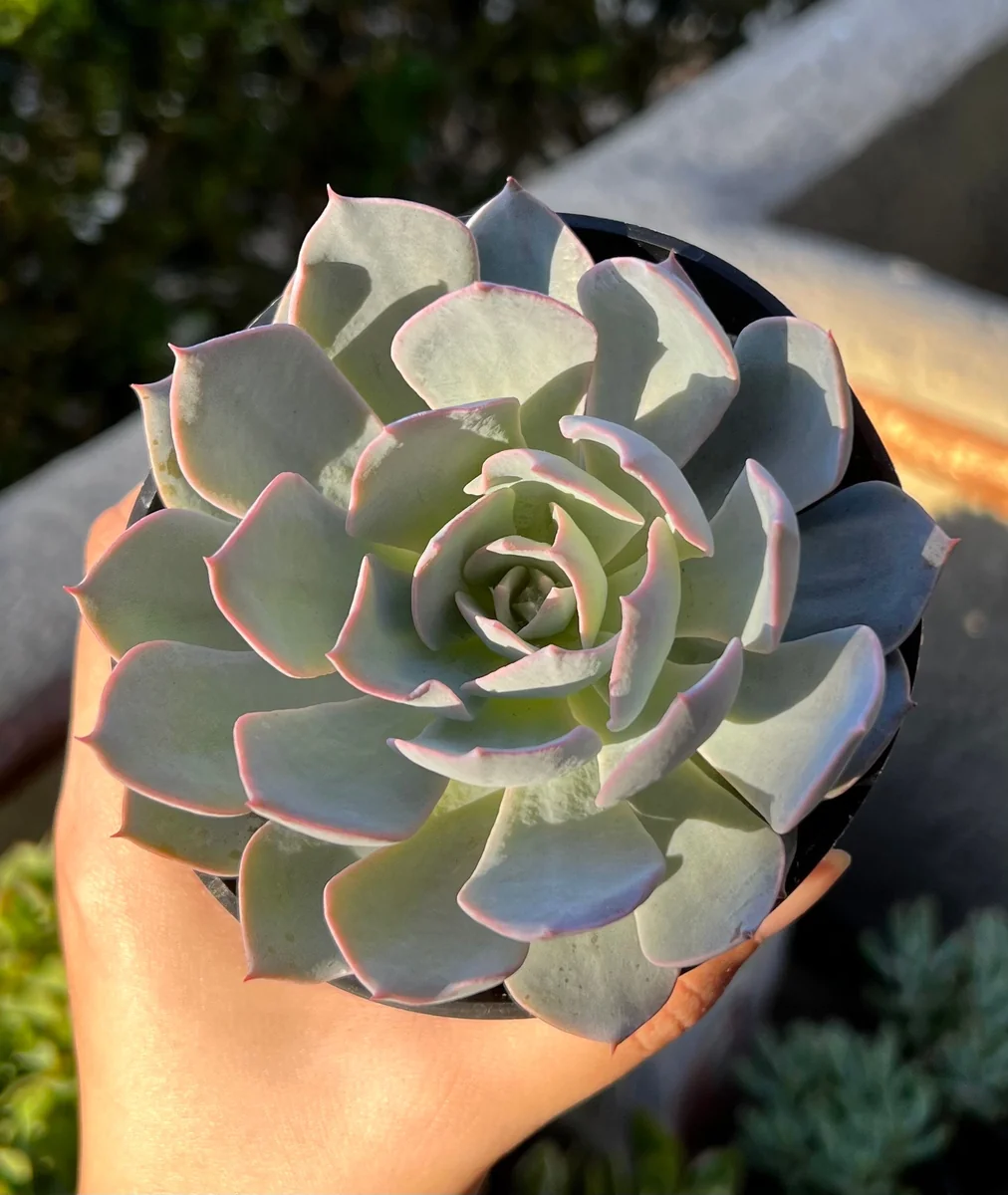 Echeveria Subsessilis Live Plant - Morning Beauty Rosette Succulent, 2" Pot - Image 5
