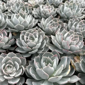Echeveria Subsessilis Live Plant - Morning Beauty Rosette Succulent, 2