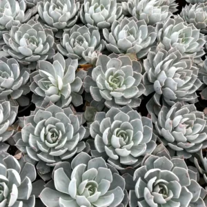 Echeveria Subsessilis Live Plant - Morning Beauty Rosette Succulent, 2