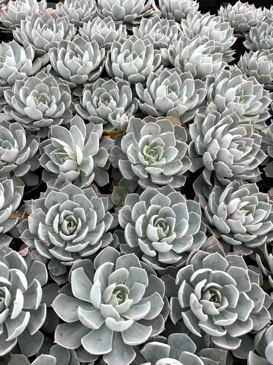 Echeveria Subsessilis Live Plant - Morning Beauty Rosette Succulent, 2" Pot - Image 7
