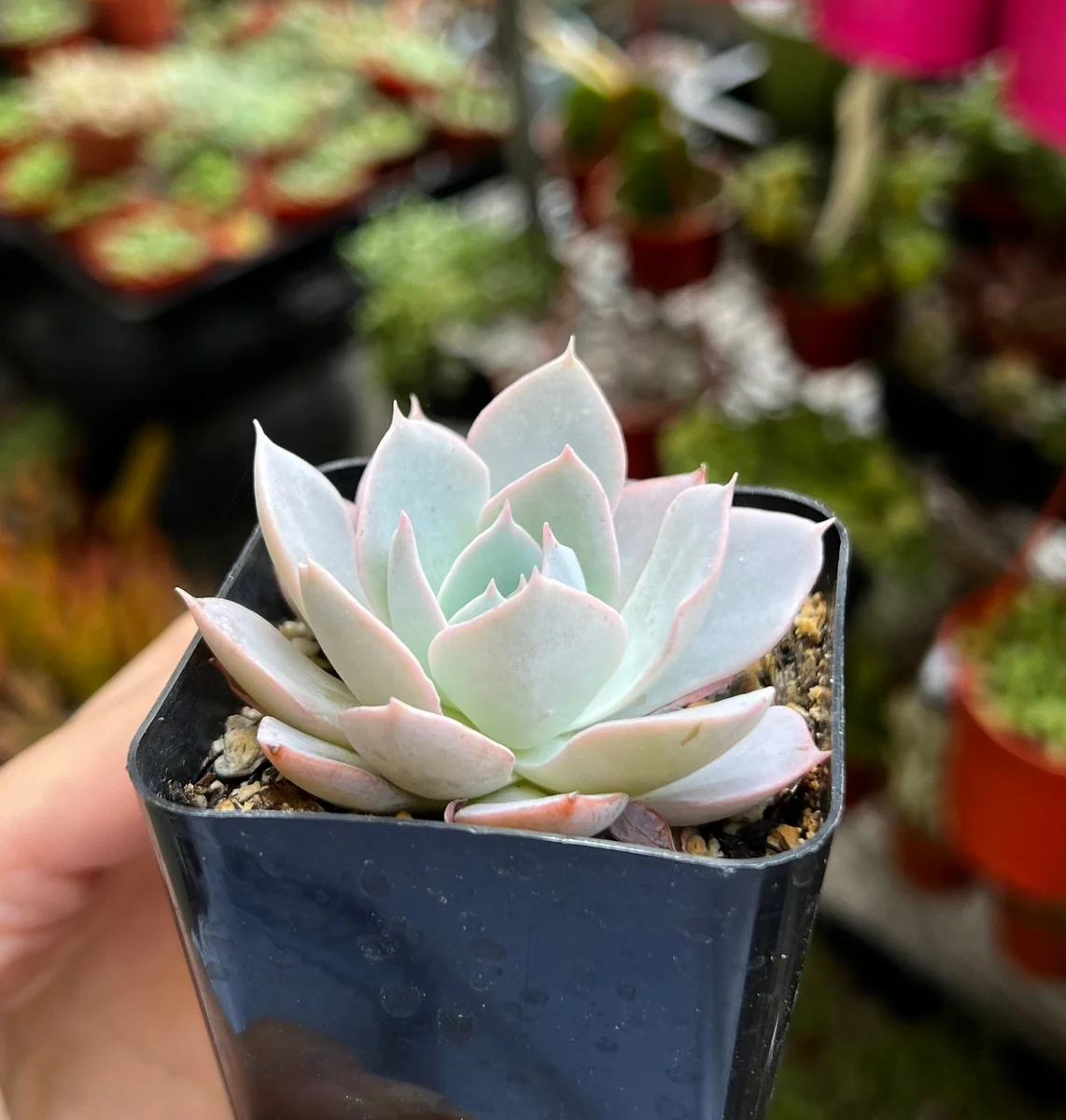 Echeveria Subsessilis Live Plant - Morning Beauty Rosette Succulent, 2" Pot - Image 8