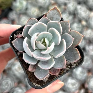 Echeveria Subsessilis Live Plant - Morning Beauty Rosette Succulent, 2