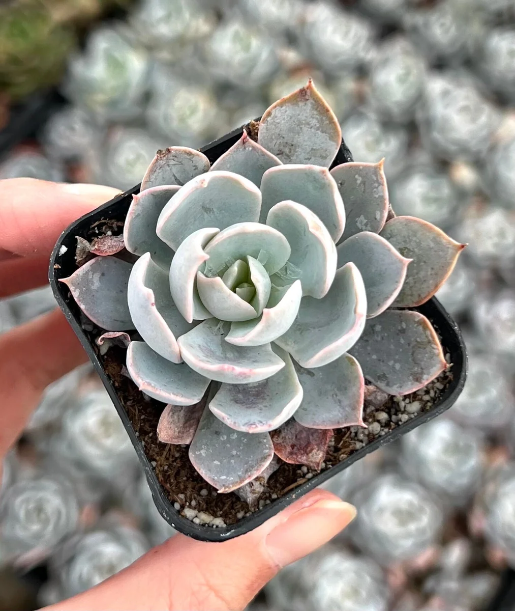 Echeveria Subsessilis Live Plant - Morning Beauty Rosette Succulent, 2" Pot - Image 9