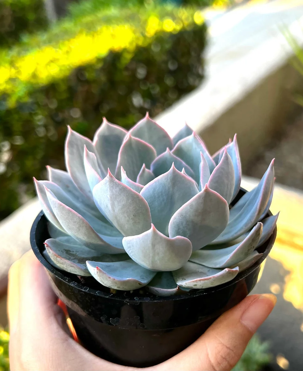 Echeveria Subsessilis Live Plant - Morning Beauty Rosette Succulent, 2" Pot - Image 1