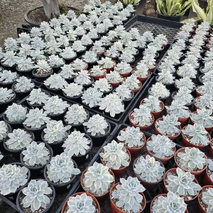 Echeveria Subsessilis Variegated Live Plant – Colorful Succulent – Low Maintenance – 4in Pot - Image 2