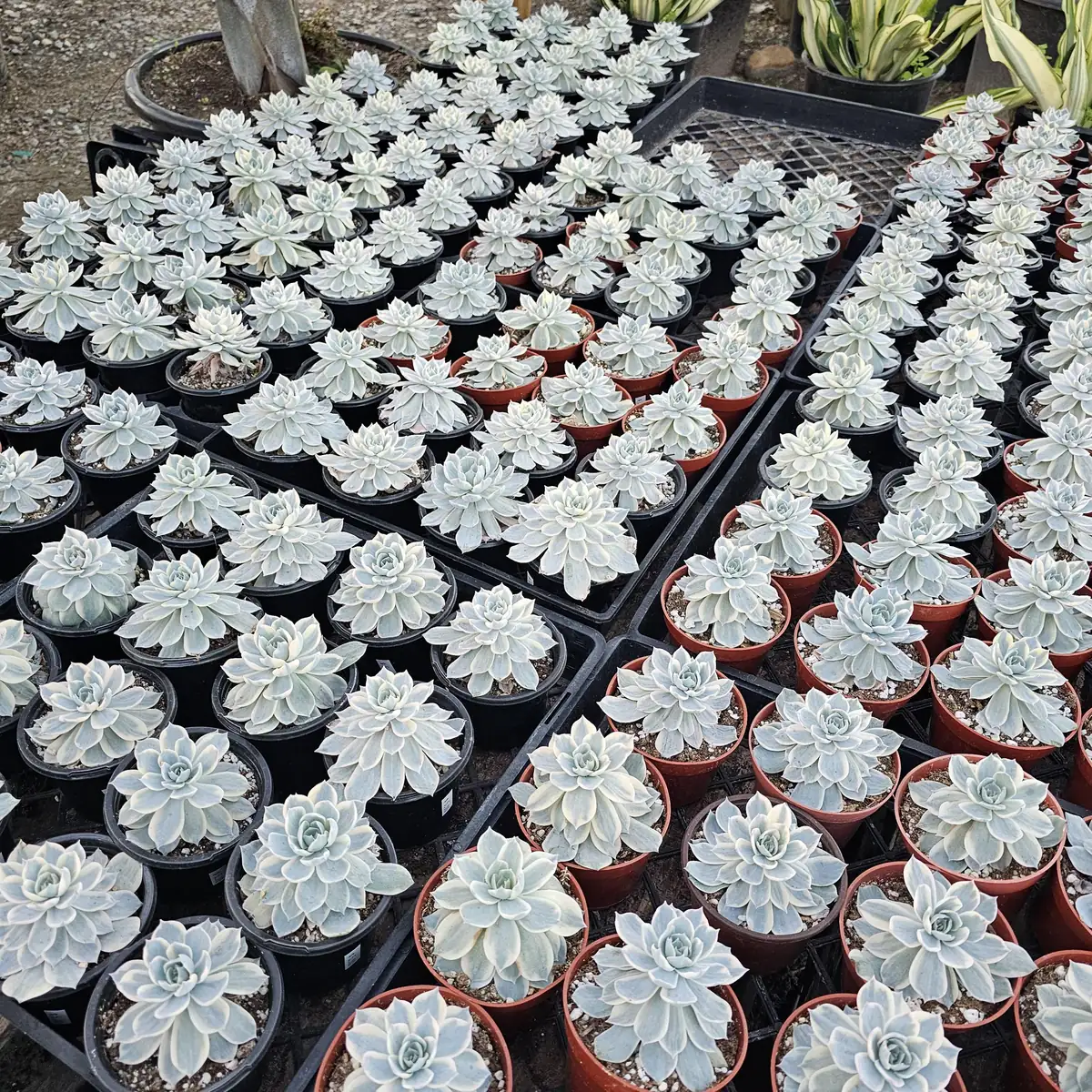 Echeveria Subsessilis Variegated Live Plant – Colorful Succulent – Low Maintenance – 4in Pot - Image 2