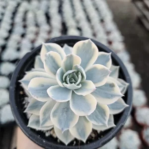 Echeveria Subsessilis Variegated Live Plant – Colorful Succulent – Low Maintenance – 4in Pot - Image 1