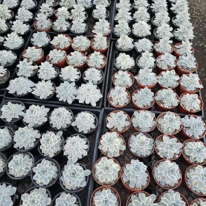 Echeveria Subsessilis Variegated Live Plant – Colorful Succulent – Low Maintenance – 4in Pot - Image 4