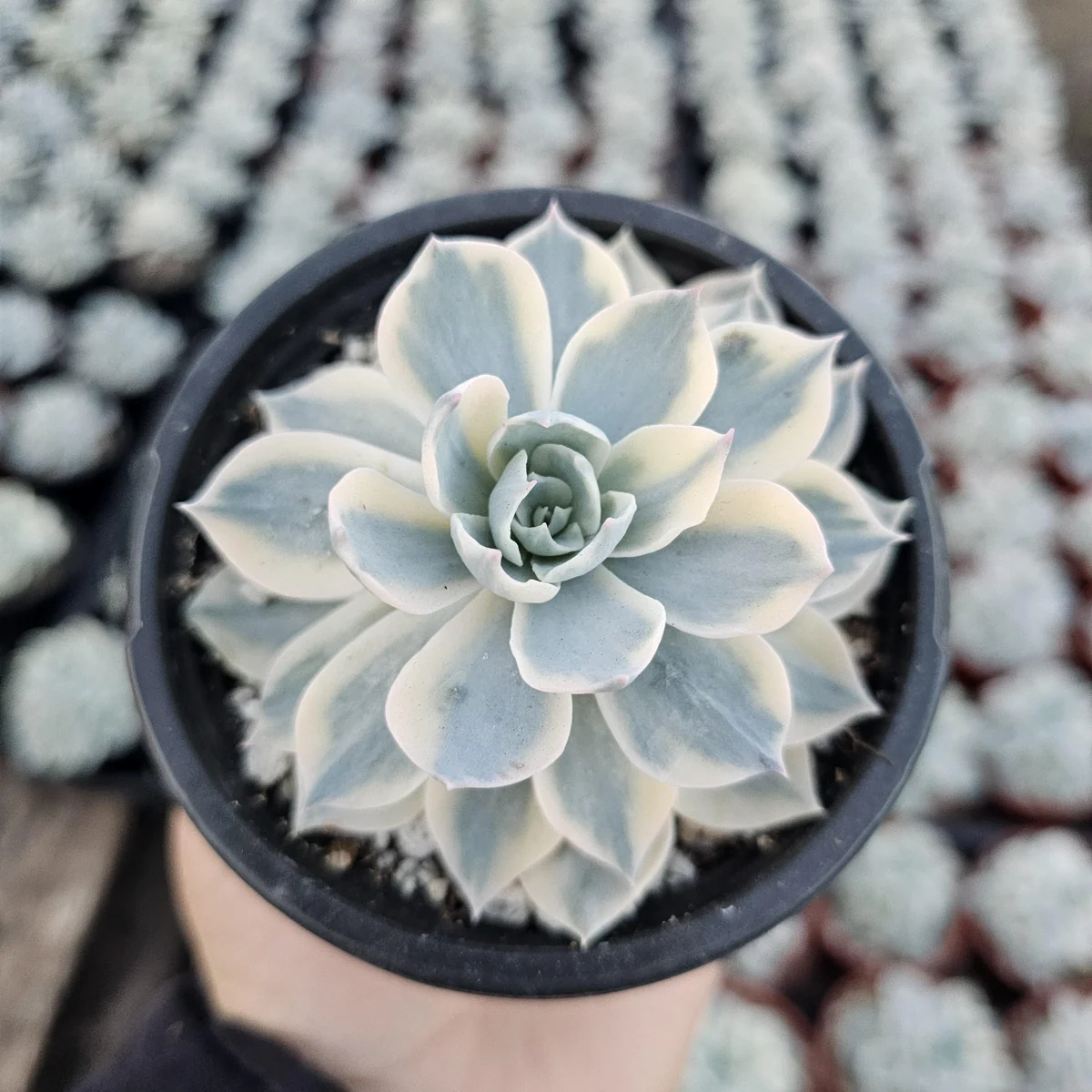 Echeveria Subsessilis Variegated Live Plant – Colorful Succulent – Low Maintenance – 4in Pot - Image 6