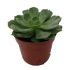 Echeveria Succulent Live Plant - 2.5 inch Pot - Desert Rose - Indoor/Outdoor - Image 1