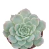 Echeveria Succulent Plant - Live Indoor/Outdoor Houseplant - Image 1