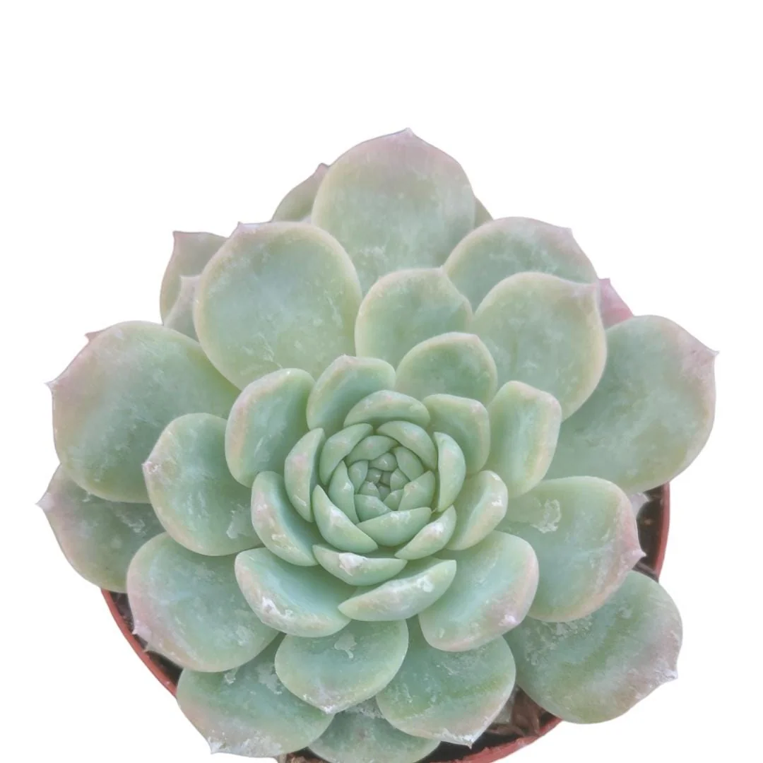 Echeveria Succulent Plant - Live Indoor/Outdoor Houseplant - Image 1