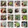 Echeveria Succulent Variety Pack Live Plant - Assorted 2, 4, 6 Inch Sizes - Image 1