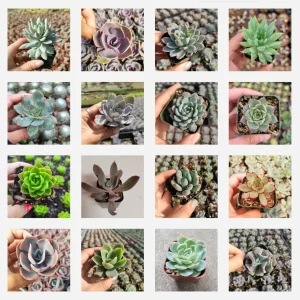 Echeveria Succulent Variety Pack Live Plant - Assorted 2, 4, 6 Inch Sizes - Image 2