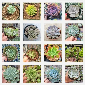 Echeveria Succulent Variety Pack Live Plant - Assorted 2, 4, 6 Inch Sizes - Image 3