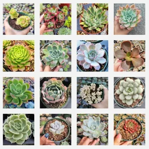 Echeveria Succulent Variety Pack Live Plant - Assorted 2, 4, 6 Inch Sizes - Image 5