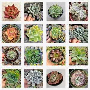 Echeveria Succulent Variety Pack Live Plant - Assorted 2, 4, 6 Inch Sizes - Image 6