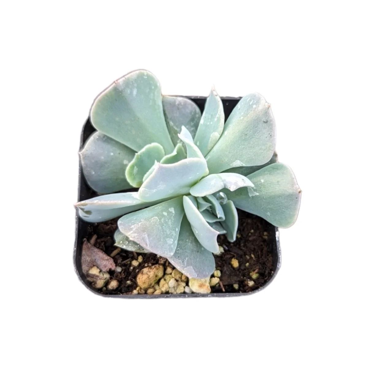 Echeveria Swan Lake Live Succulent Plant – Crassulaceae Family – Indoor/Outdoor - Image 4