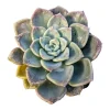Echeveria Tinkerbell Succulent Plant - Live Potted Houseplant - Drought Tolerant - Image 1