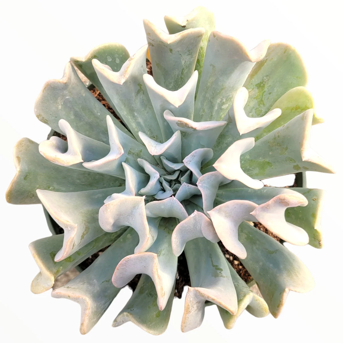 Echeveria 'Topsy Turvy' Succulent Plant - Live Crassulaceae Rosette - Image 2