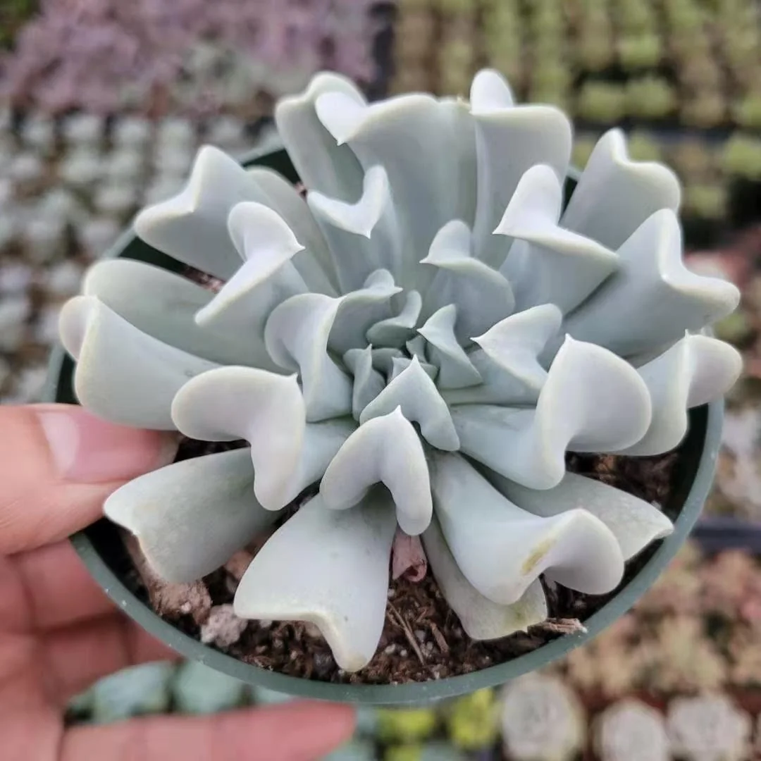 Echeveria 'Topsy Turvy' Succulent Plant - Live Crassulaceae Rosette - Image 4